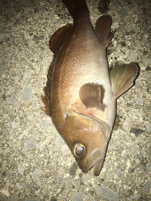 Image from FishMining Fishing (@FishMining)