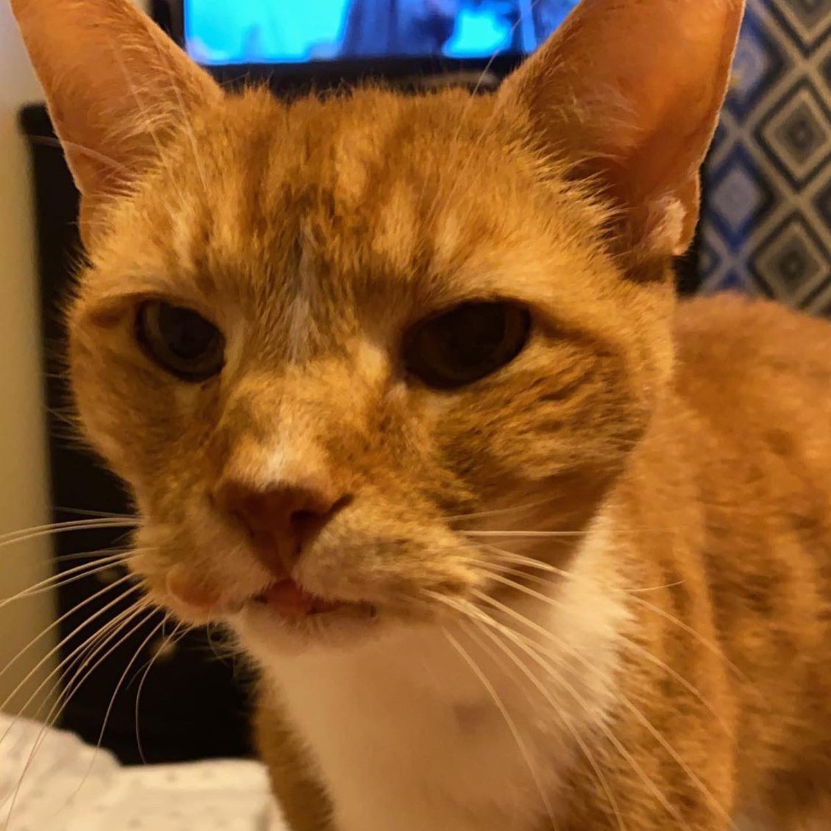 Losing a pet is a pain i cant even put into words i miss him so much