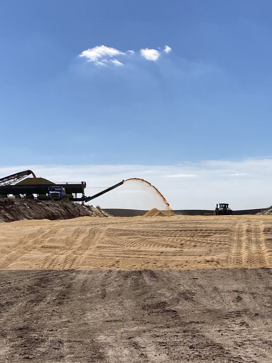 PostovitBruce's tweet photo. #Bayer4CO Dekalb 59-82 hitting the wet corn pile on Cure’s farm north of Wray Co! https://t.co/nDwp9vs9Hr