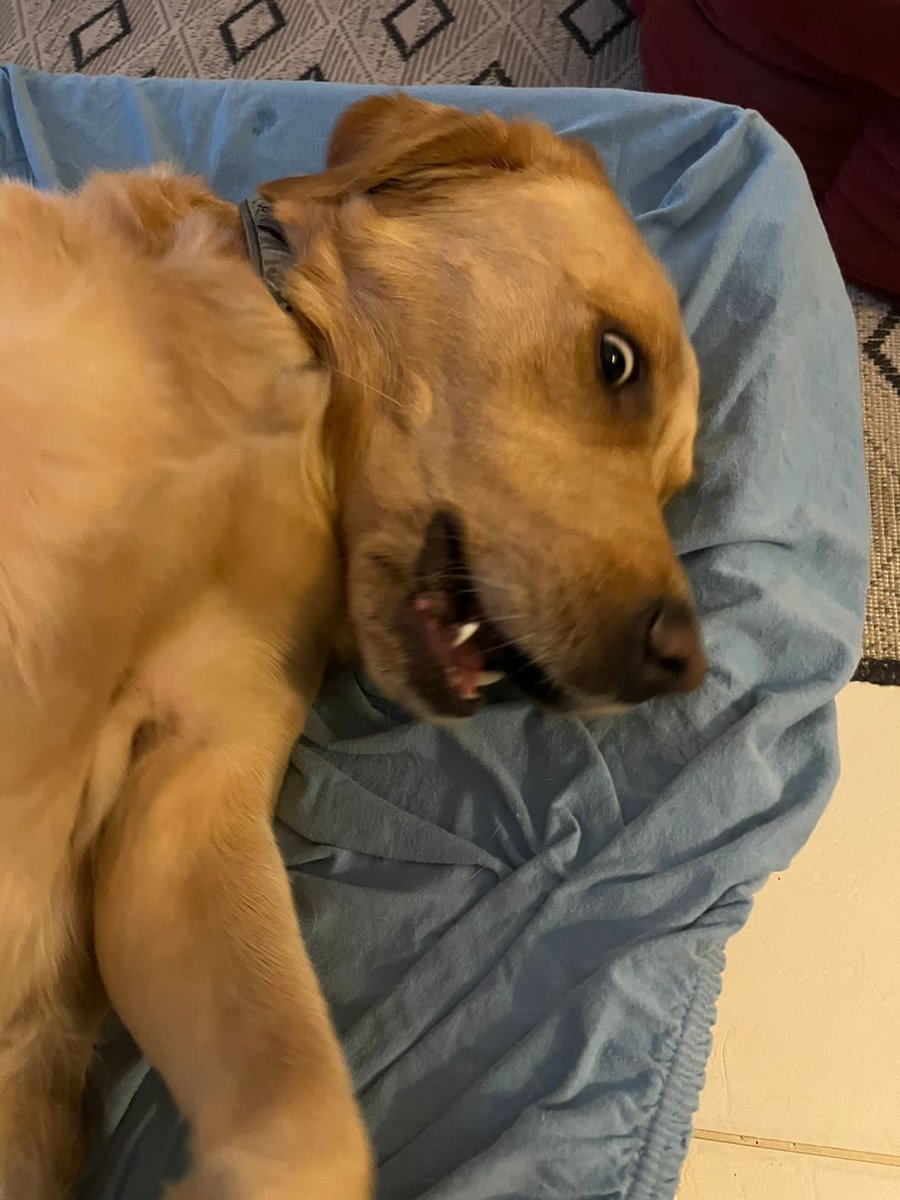Mommy just told me I’ms going to the vet today for a checkup