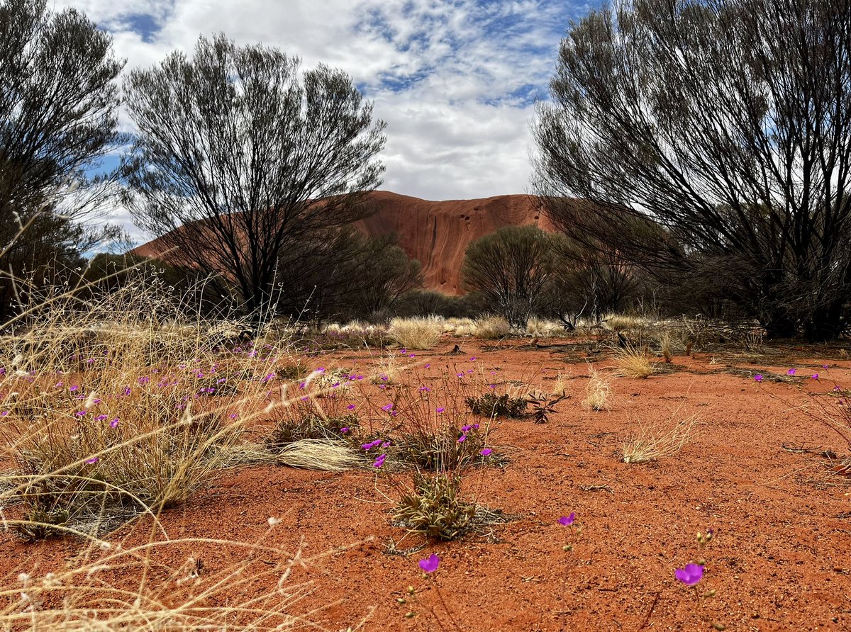 VOLCANOTEACHER's tweet photo. Sometimes sedimentary rocks are pretty cool too… 😆

#Uluru https://t.co/5IHNEH3sQJ