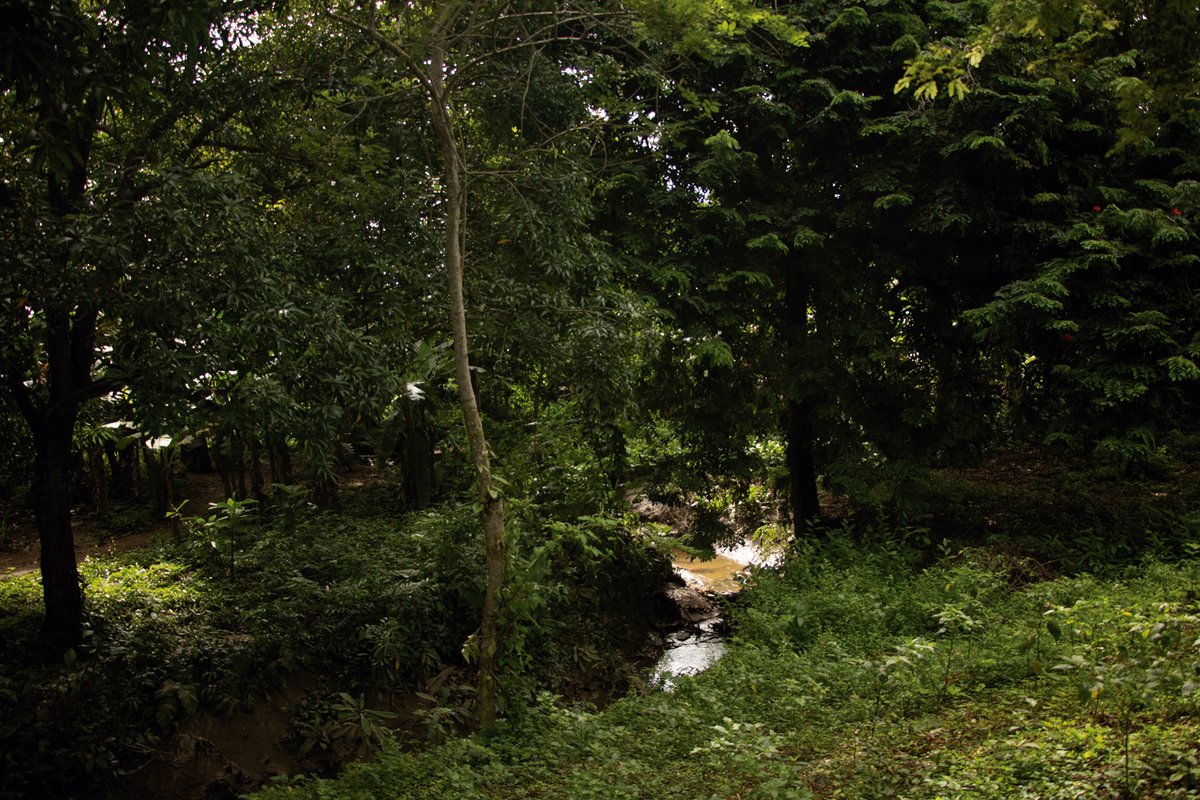 SWISSAIDCOL's tweet image. #SWISSAID y #EnvolVert trabajan articuladamente de la mano con las comunidades rurales para la protección de los bosques secos tropicales, su aprovechamiento y la mejora de los servicios ecosistémicos para el bienestar de las comunidades. 

5/5