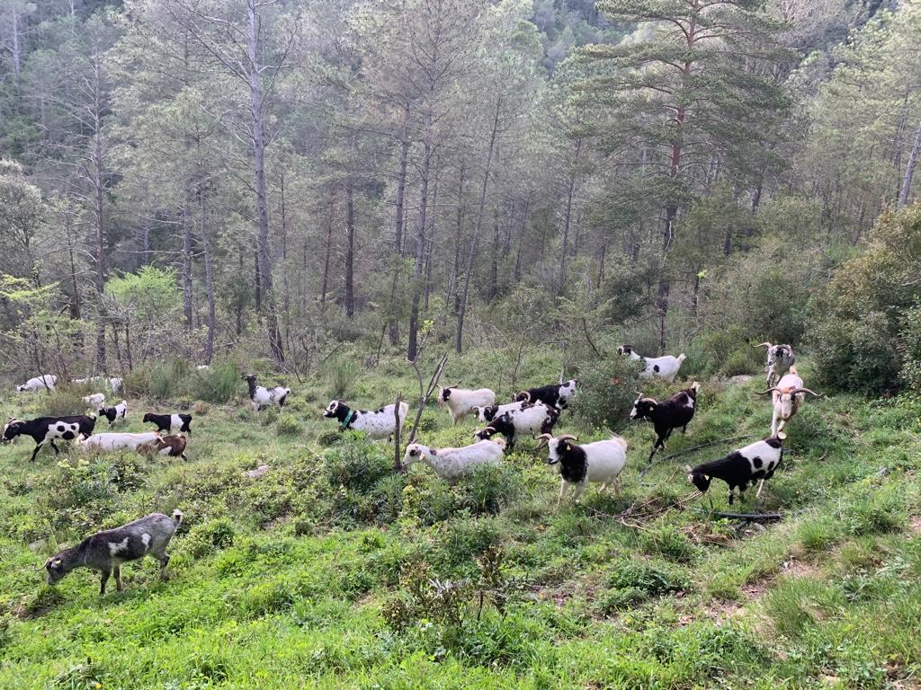 repoblem's tweet photo. Es traspassa ramat de cabra blanca de rasquera🐐 (raça autòctona catalana).
El ramat consta de 35 caps de diferents edats i un boc. 

Es troba localitzat en una població de l’#AltEmpordà.
Més info: ramatrasquera@gmail.com https://t.co/RcN8MhJS4i
