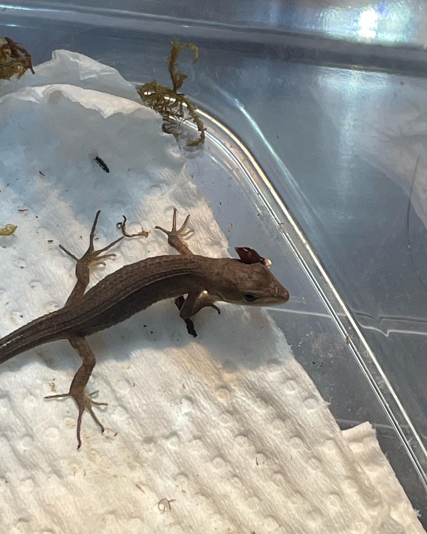 パンテオン Wh4535カナヘビ飼育セット 引き取り限定