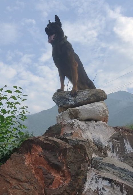 ppl_perception's tweet photo. Canine #IndianBrave, Zoom,28 Army Dog Unit, made the supreme sacrifice on,13 Oct 2022 in Srinagar

Zoom was grievously injured battling terrorists on 09 Oct 22,in an anti-terror Op, at Tangpawa, Anantnag, J&amp;K

Farewell Zoom, Thank you for your services🌸🙏 https://t.co/Ui4XjsGGPr