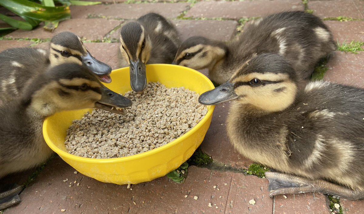 abblebabbles__'s tweet image. A mother duck, and her babies came for a visit 🥹