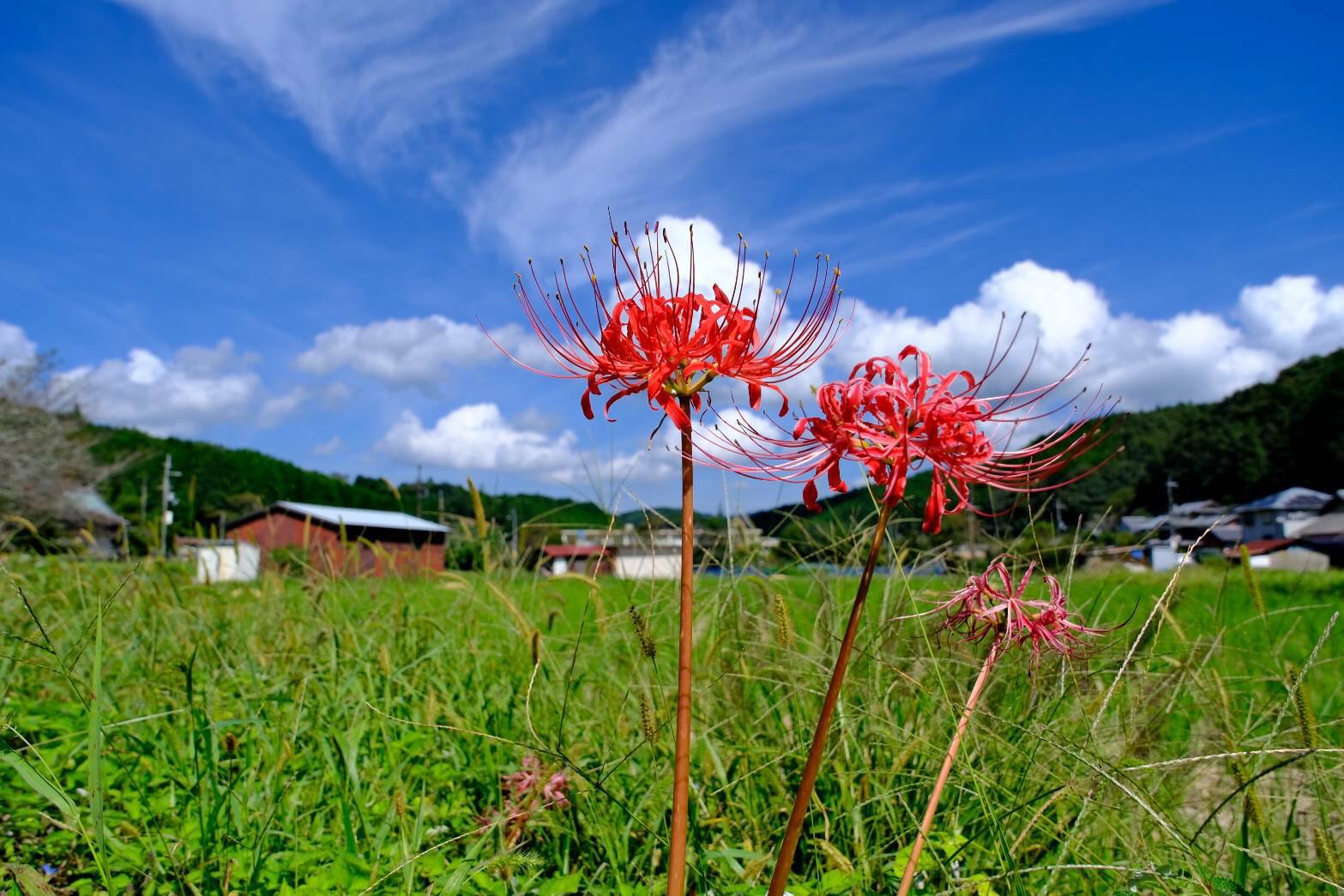 美しい花 Twitter Search Twitter