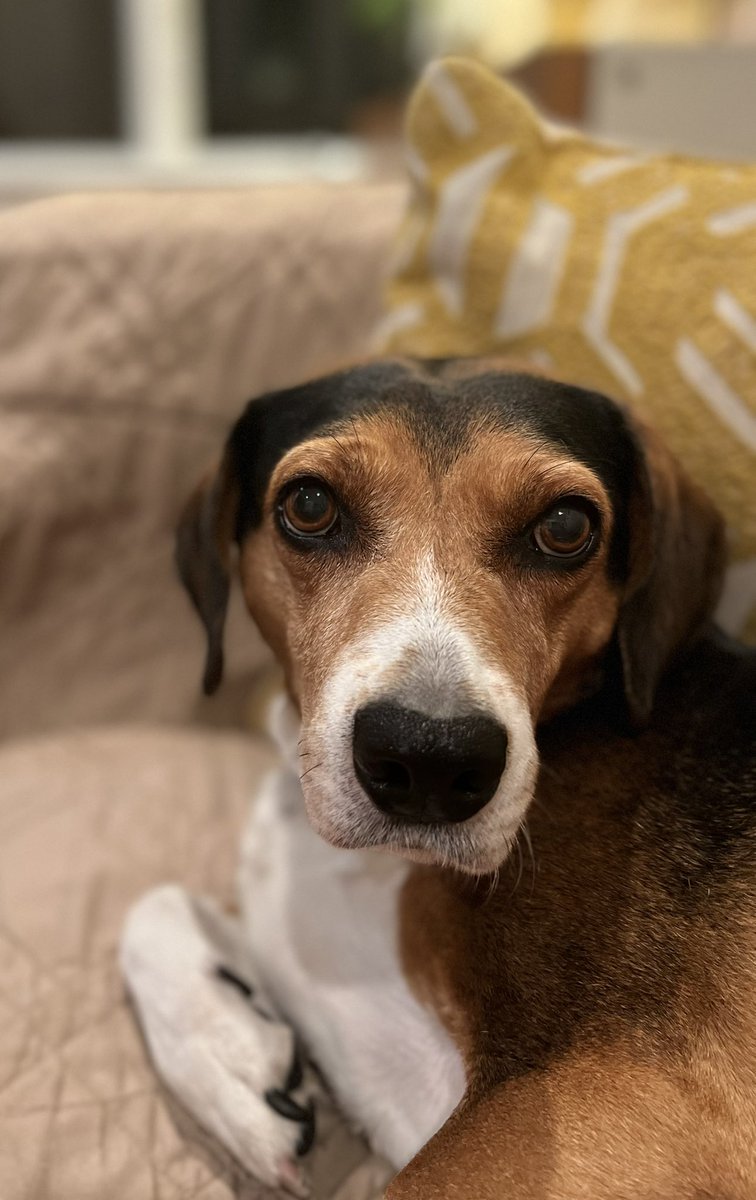 I hadn’t seen the teenage human for a month so I tried to chew her door open to rescue her. Where else would she be! Big human said she went away to something called college. I don’t know what that is but I sure miss her! Big human does too, so I didn’t get in trouble. #Dog