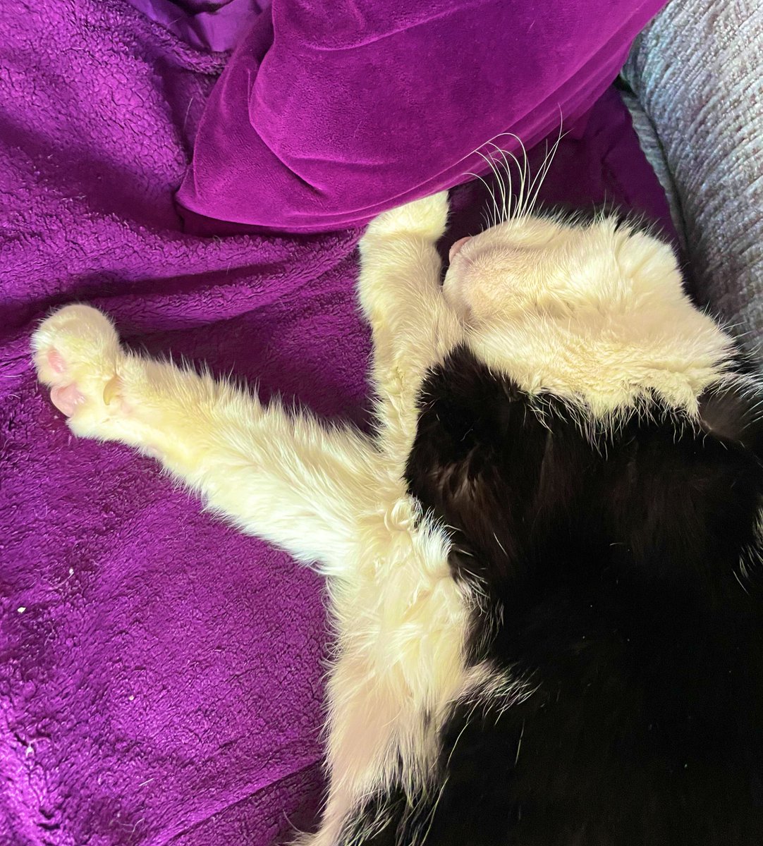 Nibbler_Cat's tweet photo. Snoozes https://t.co/IzYZMpQgr3