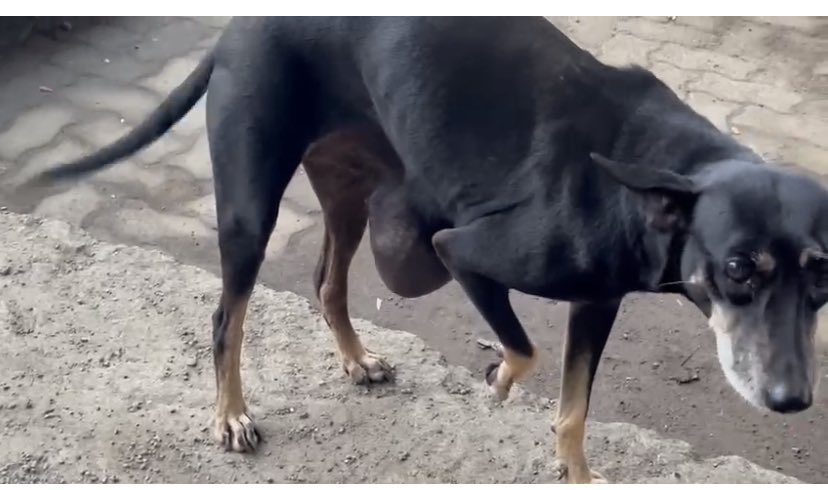 khushh's tweet photo. We are trying to raise 20K for surgery of LUNA’s tumour, blood tests and post op care. Luna is a 7 year old stray from Chembur with a bug tumour which needs to be operated immediately. Please DM me and I’ll share the payment details with you. Please share/amplify. https://t.co/P47gMrDNl2