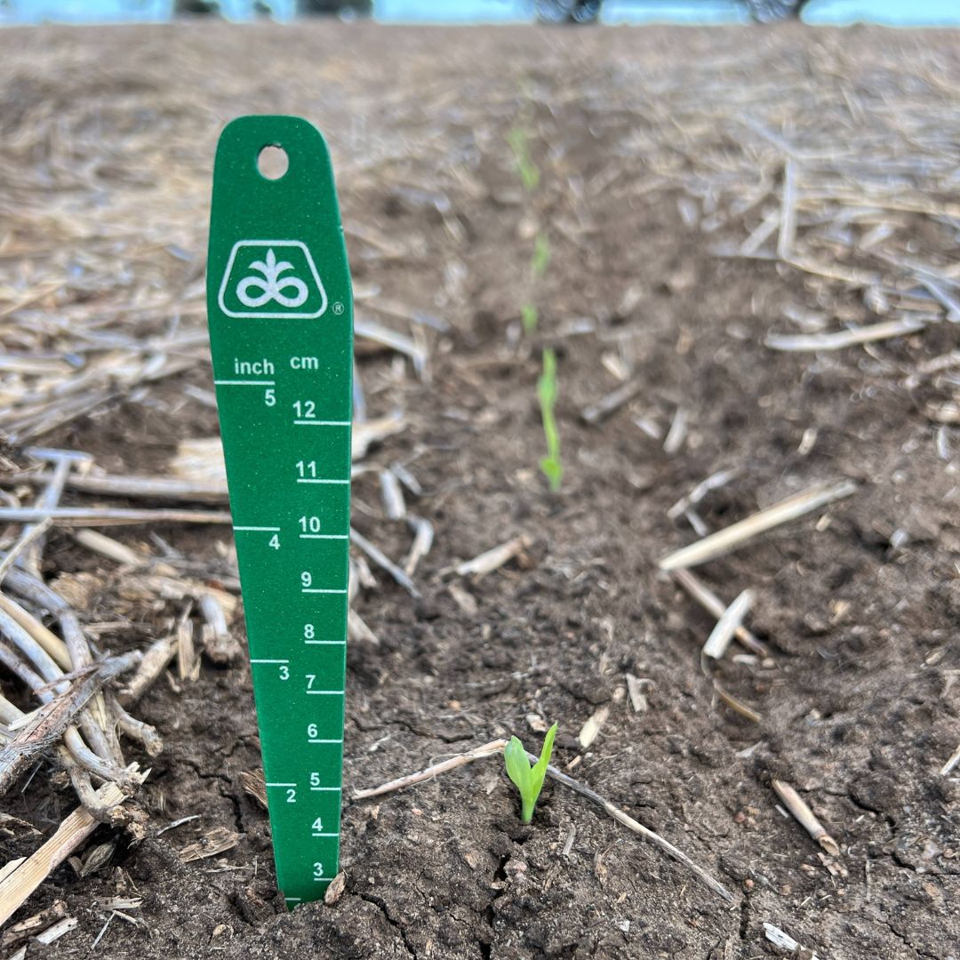 pioneerseedsau's tweet photo. Great to see the impressive NEW Pioneer® grain sorghum hybrid A88 pushing out of the ground near Yallaroi, Northern NSW. https://t.co/8jxsYwaFCO