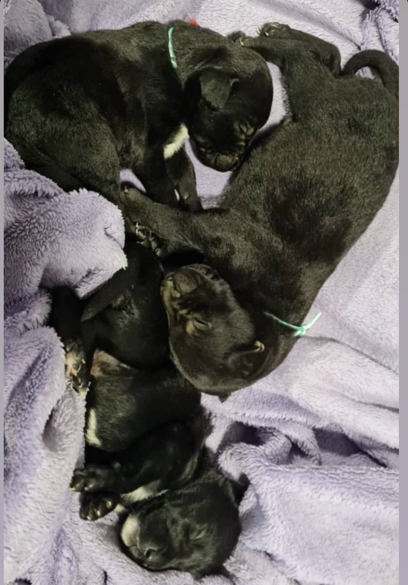 JulietaBec's tweet photo. Necesitamos ayuda, buscamos provi para 3 bebitos! 
Comunicarse con Juli: 3517657884
@VivirEnNuevaCba @VivireNuevaCba https://t.co/xbCcErtnLp