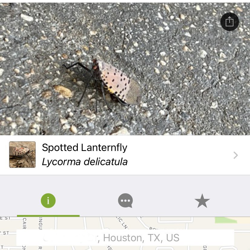 rosscwinton's tweet image. A thread on how not to use @inaturalist . On October 5th I was contacted about an observation of Spotted Lanternfly in the Houston area. This would be a significant range extension and a first for Texas.