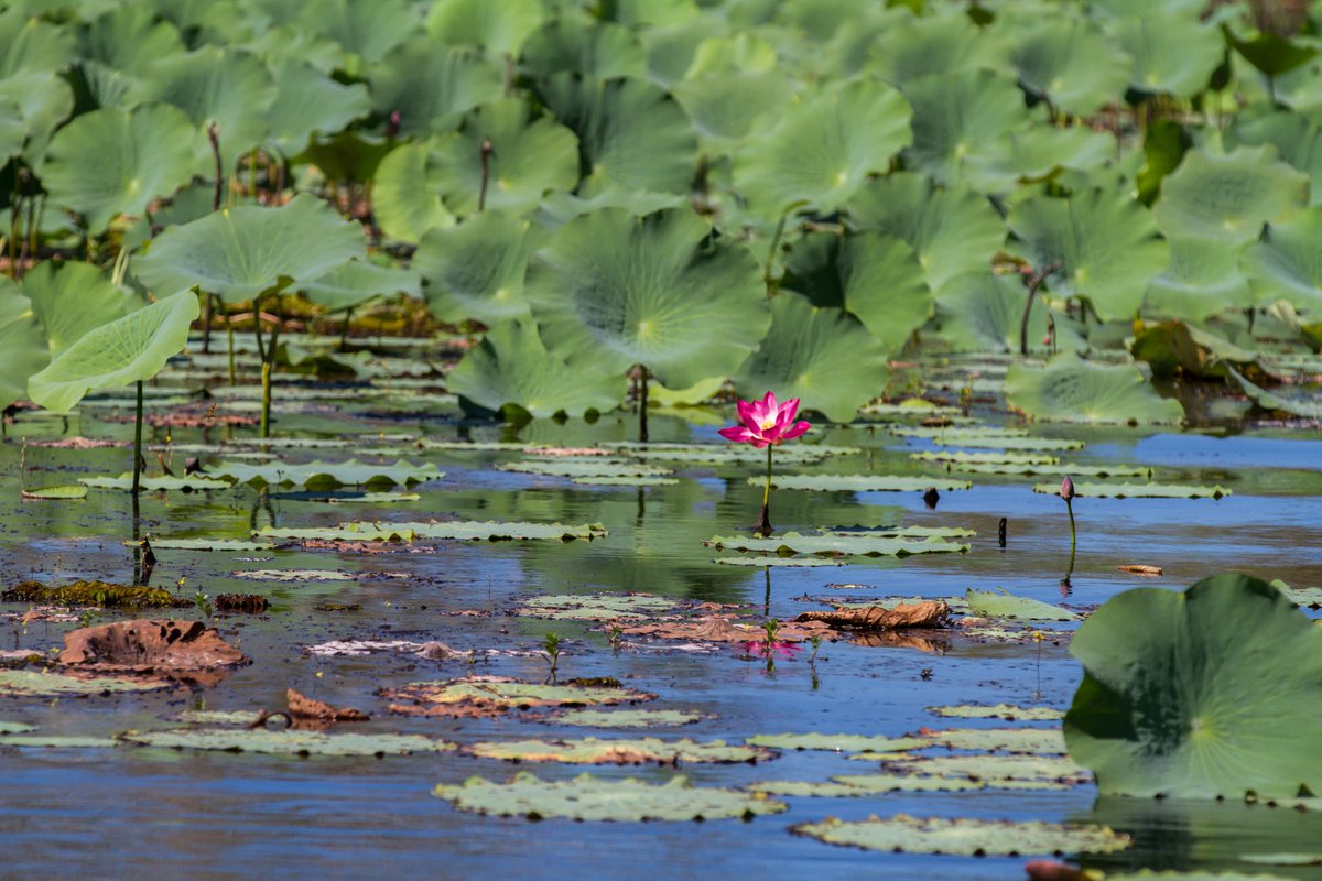 Got some postgrad experience in ecosystem services research?

We're advertising a position working on a new Discovery Project - “Developing ecosystem services based economic opportunities for Indigenous communities in northern Australia”

Click here: bit.ly/3VqlHtU