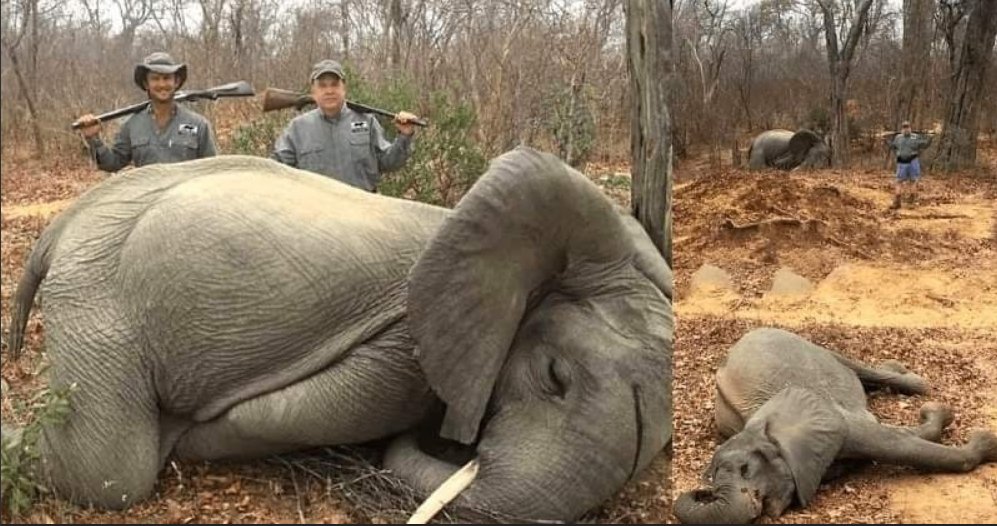 LetItShine69's tweet photo. 😡Abattre une maman et son bébé pour la gloire ! 😭 La Cie de chasse est Charlton McCallum Chasse Safaris. Le chasseur est Max Delezenne et le chasseur de trophées est Mike Jines, propriétaire de TopGen Energy. (via Mitch Ragnarson)
@YvesPDB @BugaultV #elephants #hunting https://t.co/YsxruodBA9