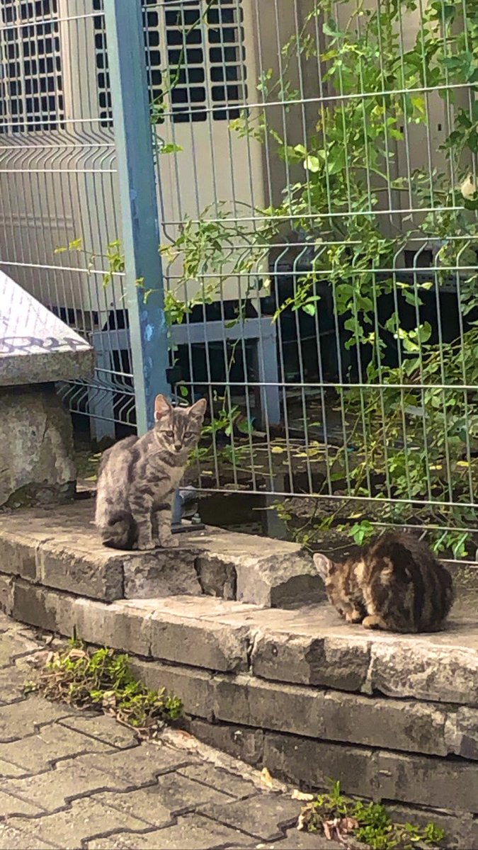 saiki3_3's tweet photo. machkiii x3 ♡ https://t.co/Av03YgSlON