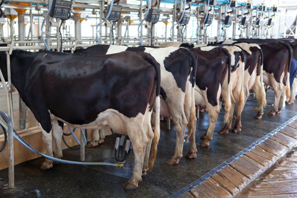 WorldlyHQ's tweet photo. If you are interested in modern cow farming for milk production, please like and retweet! https://t.co/oSoJzhmC0P