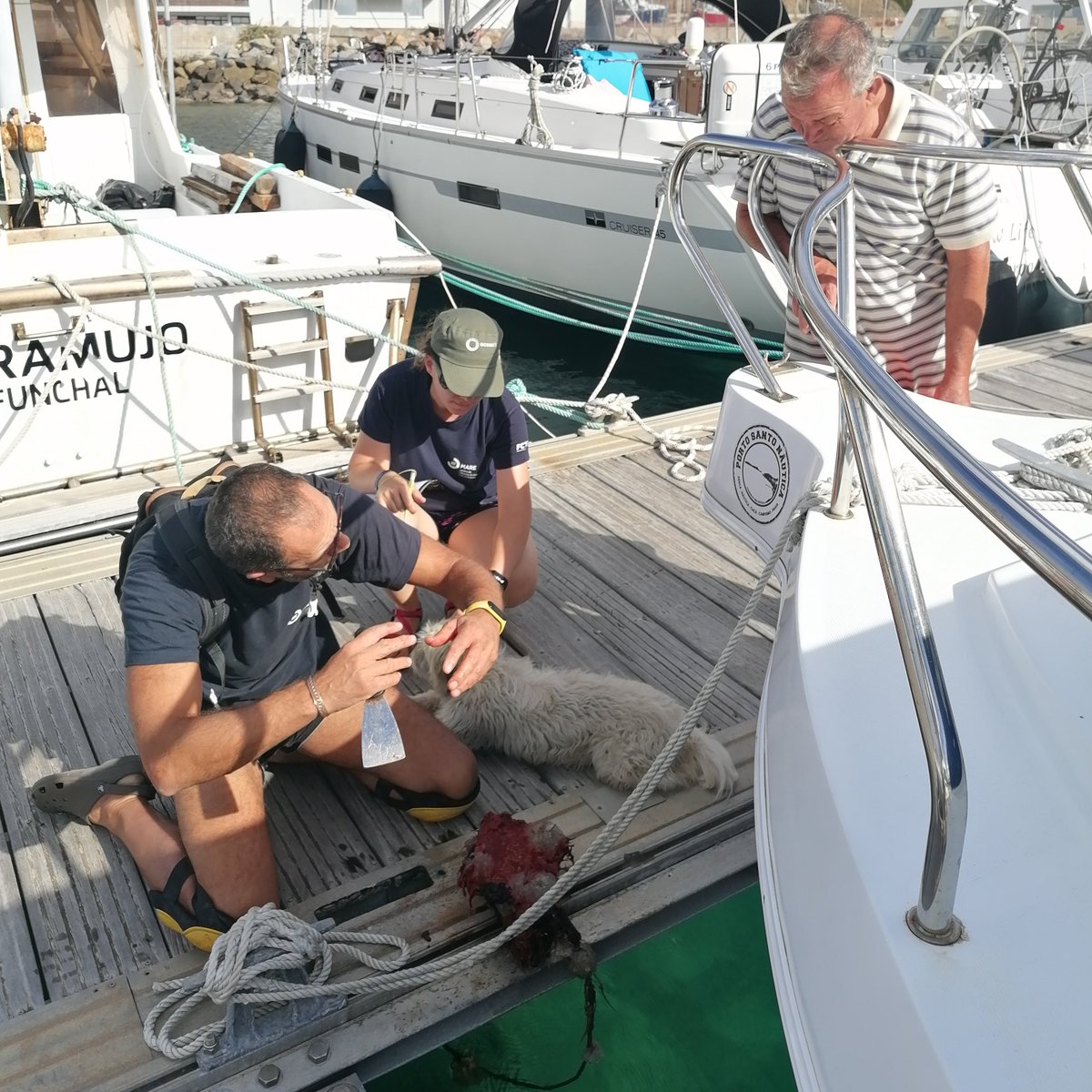 MARE_Madeira's tweet photo. Day 2: Monitoring marine non-indigenous species and more marine litter sampling.
#oceanlit #implamac #DRAAC #arditi @MARE_centre @IMPLAMAC #PortoSanto https://t.co/8QoeMVe3Mz