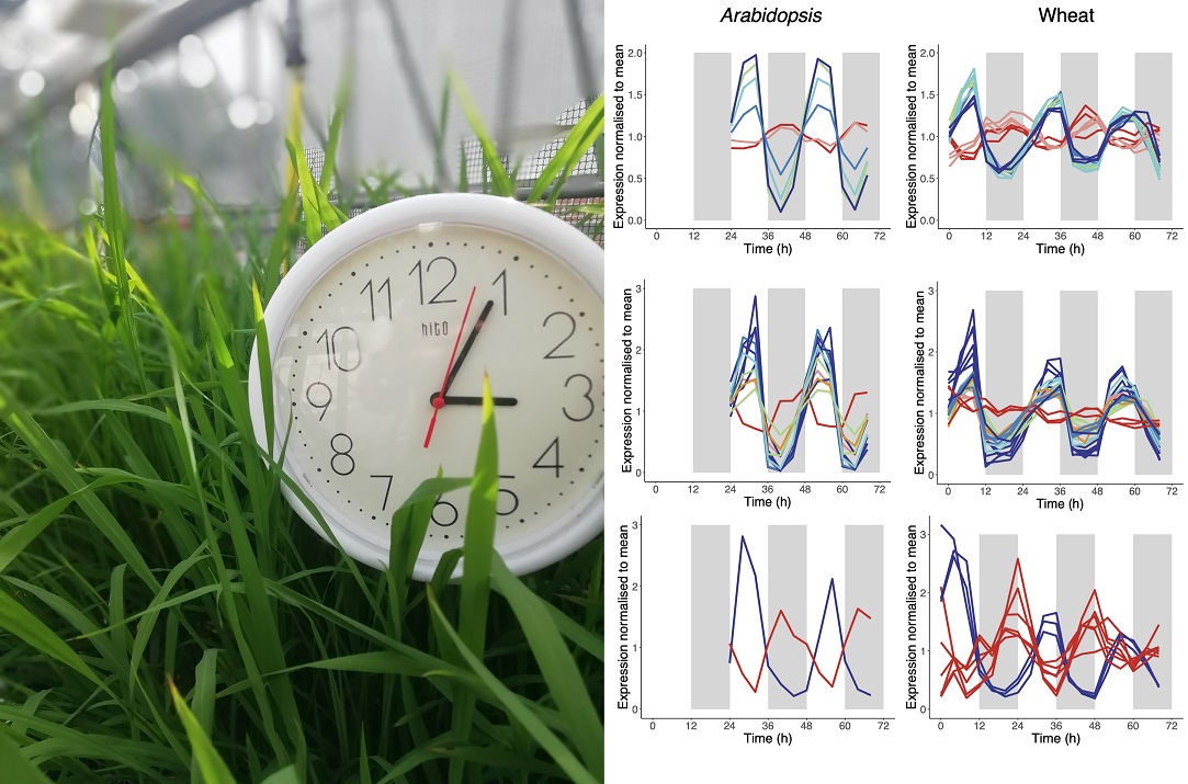 A high-resolution #circadian transcriptome in #wheat reveals the balance of circadian expression in a complex #polyploid crop. &gt;20% of wheat genes are circadian regulated and many triads exhibit unbalanced rhythmicity <a href="/hannah_r88/">Hannah Rees</a> <a href="/a_hall_lab/">Anthony Hall Lab 🌾</a> #PLOSBiology plos.io/3EFeYGy