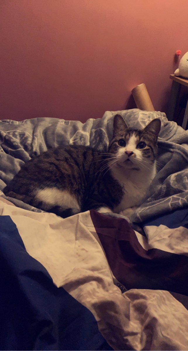 Xyli4h's tweet photo. @PhianixxTV Mr. Kovu sending snuggly happy cuddly vibes 💜 https://t.co/BpHcoYeiPX
