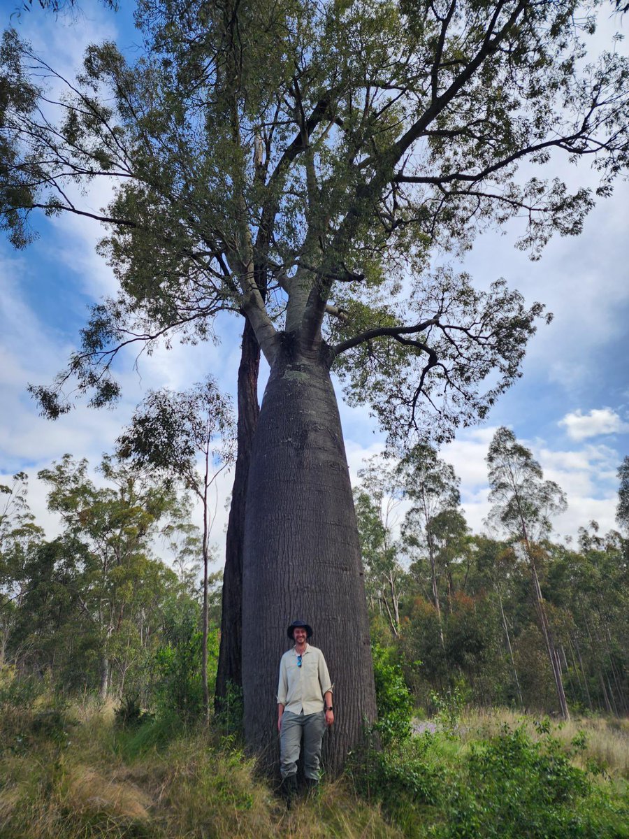 Probably the biggest #BottleTree I’ve ever seen! 🌳 = many Robs (1 Rob is approx 2m) 

#FieldWork #Ecology #STEM #WildOz #NoticingNature #AmIShortNow