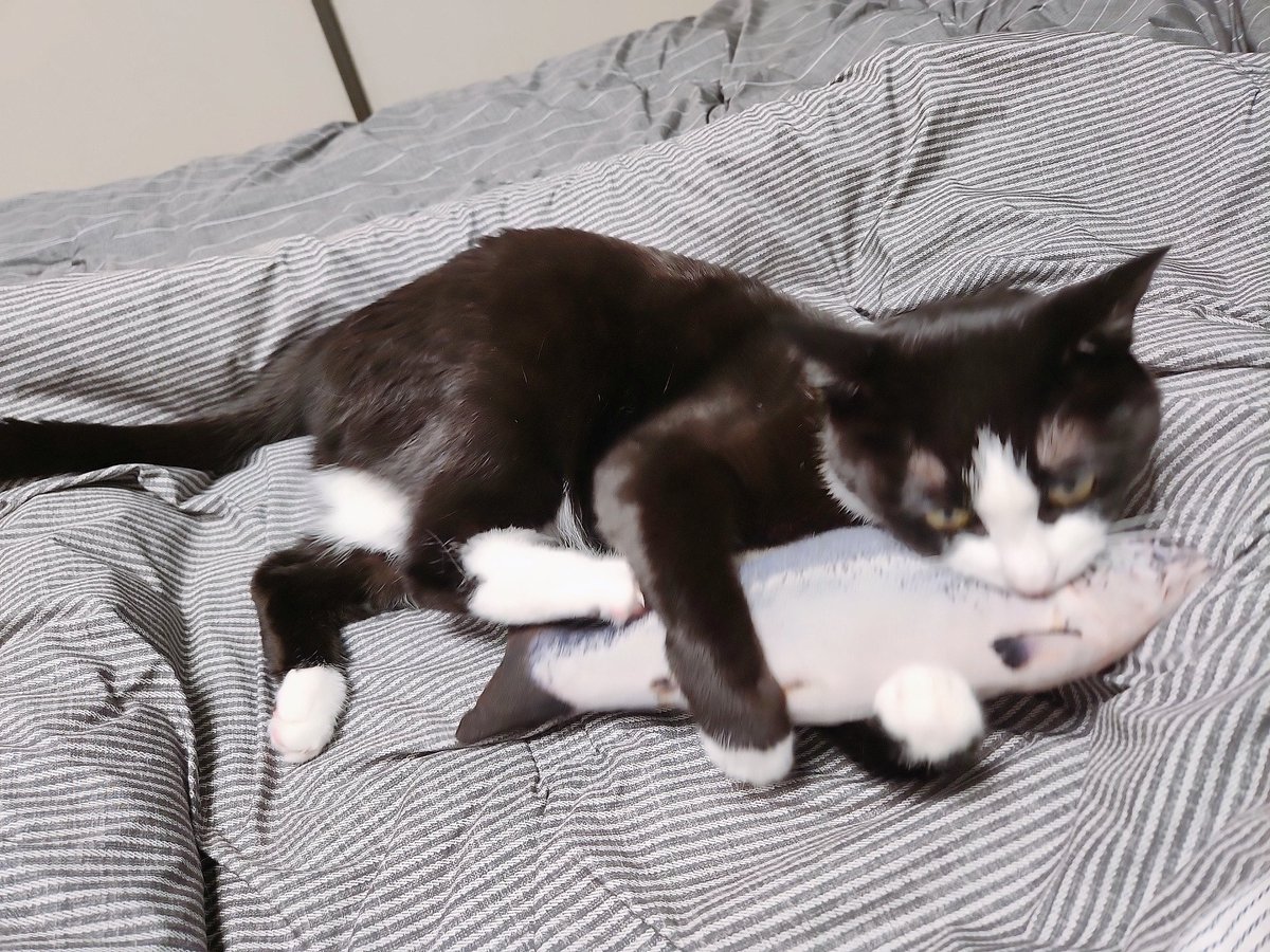 간만에 애착고등어 안고있네 싶었더니만 냅다 후둘겨팸😅