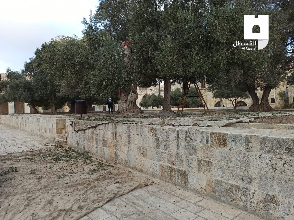 AlQastalps's tweet photo. صور .. الأهالي يقطفون ثمار الزيتون في المسجد الأقصى https://t.co/0GTblERN5K
