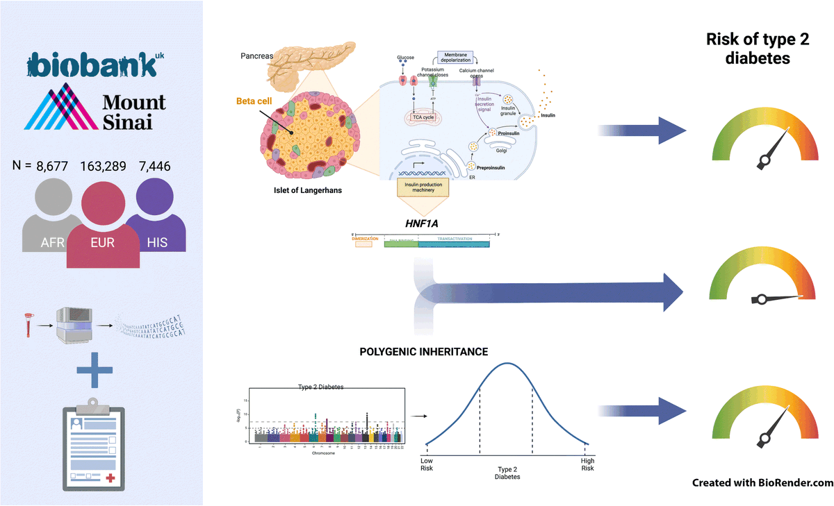 DiabetologiaJnl's tweet photo. New paper combining data from #UKBiobank and #BioMe shows evidence that rare functional HNF1A variants increase risk of type 2 #diabetes, particularly among individuals with higher #polygenic susceptibility. @LStalbow #RuthLoos @IcahnMountSinai https://t.co/c7bgpCTYOn 🔓 https://t.co/ZrlS1fyRiW
