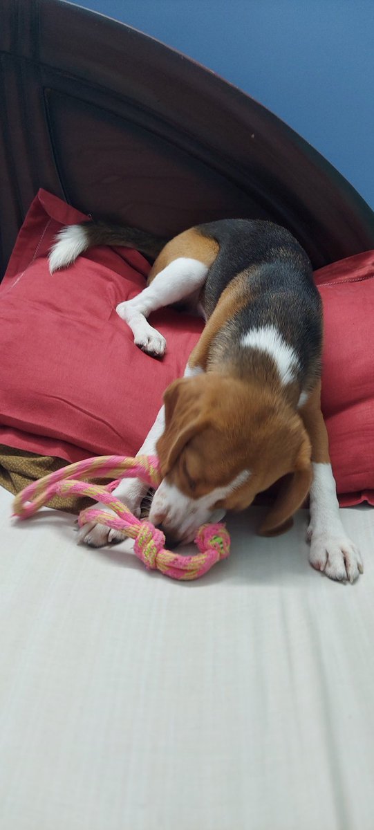 BeagleToffee's tweet photo. This is now my bed! And my pillow! Dont you dare get on it daddy! #naughty #dogfun #puppyfun #toffeethebeagleprincess https://t.co/gyAOh9lABi