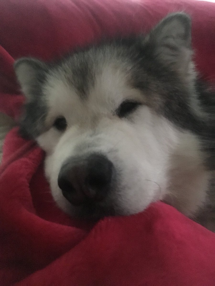 D2DAlphaWolf's tweet image. This is what I wake up to every morning & he reminds me why I do it. Unconditional π πΎ I will always protect you, Ziva & Marley baby boy & I know nothing or nobody is going to hurt us anymore π₯°πΎ