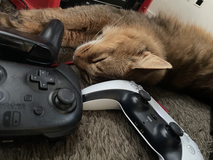 Gaming Cat 