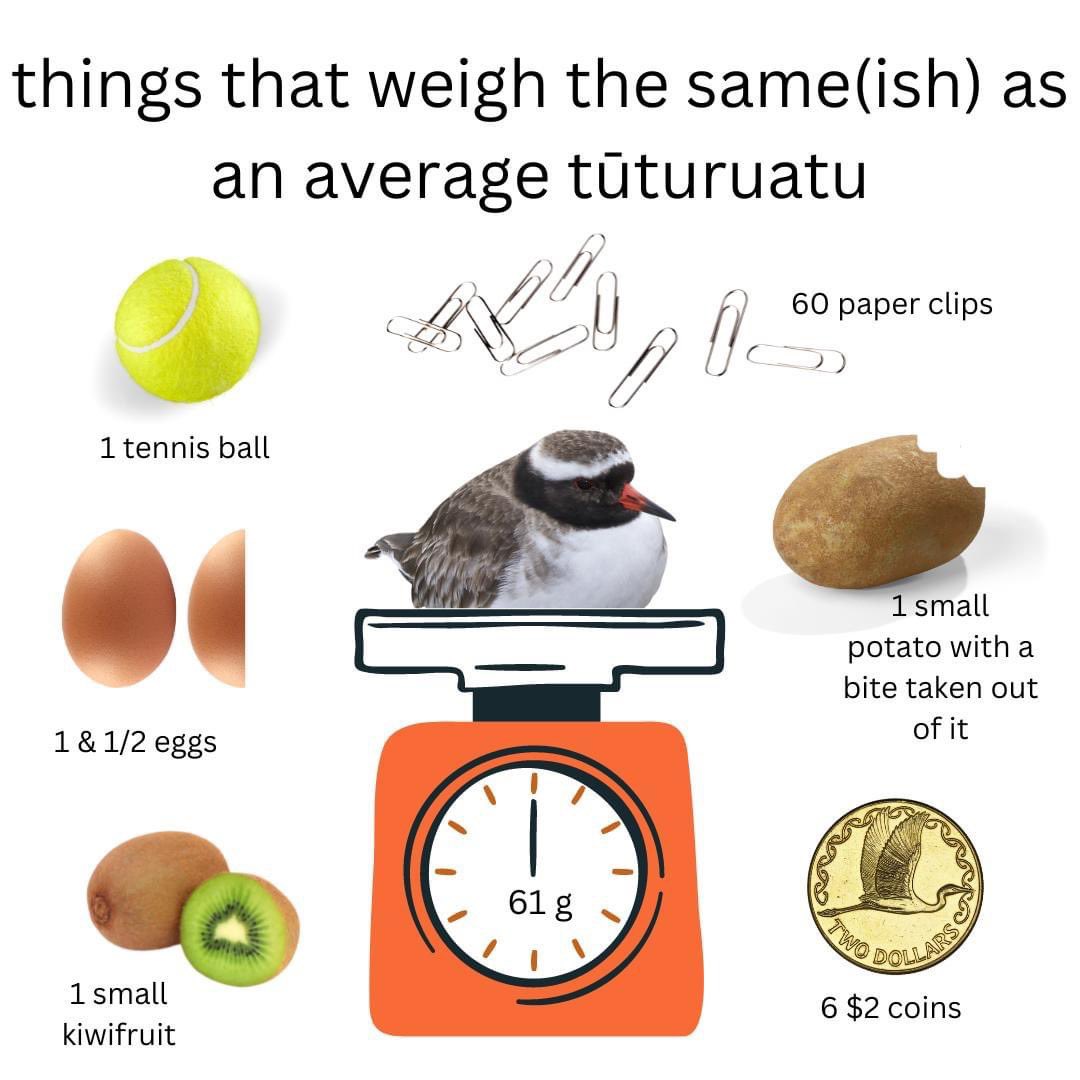 Time to weigh up the competition ⚖️

#TeamTūtutrautu #Tūturuatu #ShorePlover #BirdOfTheYear2022 #BOTY2022 <a href="/Forest_and_Bird/">Forest & Bird</a>