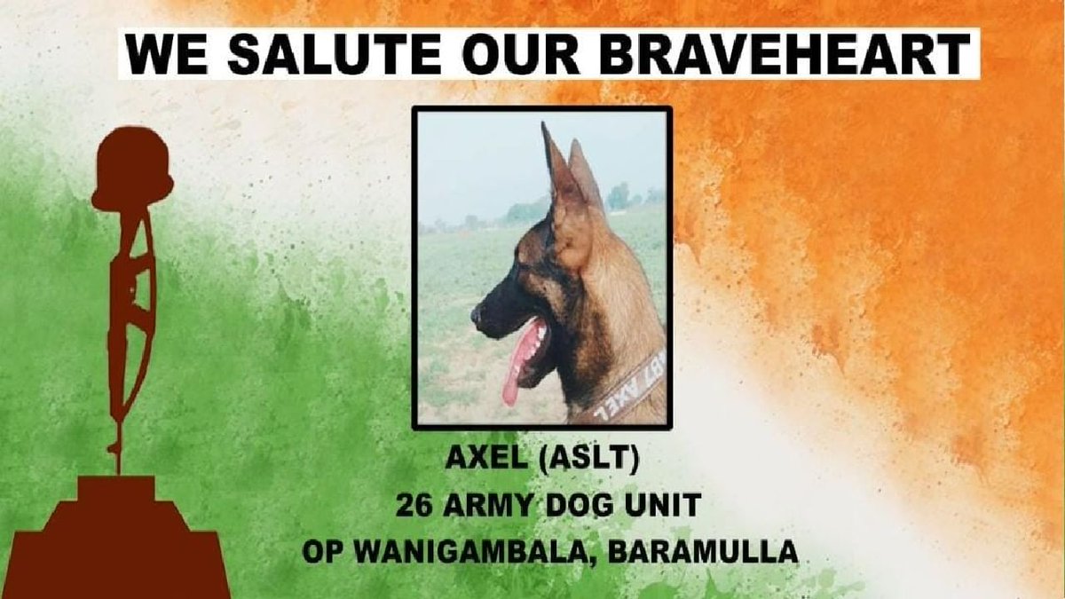 TNbjpmeenaakshi's tweet photo. #indianarmy
#Hero
#ripzoom
ஜம்மு காஷ்மீரில் பயங்கரவாதிகளுடன்னான என்கவுண்டரில் கடுமையான காயங்கள் இருந்தபோதிலும் தனது பணியை தொடர ஜூமின் நிபந்தனையற்ற உறுதிப்பாடு இரண்டு பயங்கரவாதிகளின் மரணத்திற்கு வழிவகுத்துள்ளது. பாராட்டுக்களுக்கு அப்பாற்பட்ட அர்ப்பணிப்பு. வீரவணக்கம் https://t.co/EWdArEvXEv
