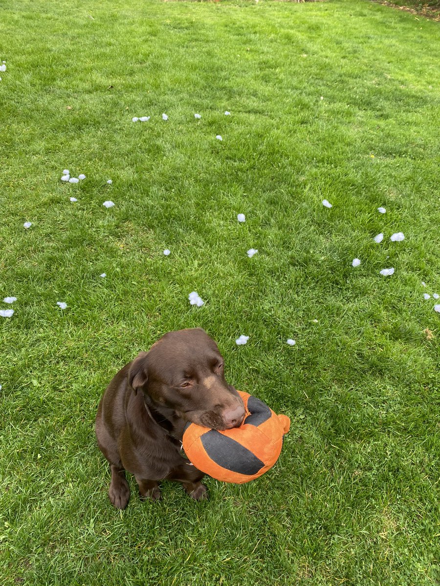 CocoAndBear3's tweet photo. Playing with a birthday present #ItWasntMe https://t.co/91fsbc2dyJ