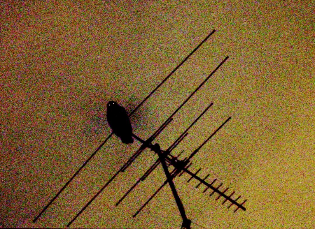 One of the best Wikipedia photos, "Powerful owl on a suburban TV aerial, Chatswood West, New South Wales". Put this in the Louvre 

en.m.wikipedia.org/wiki/Powerful_…