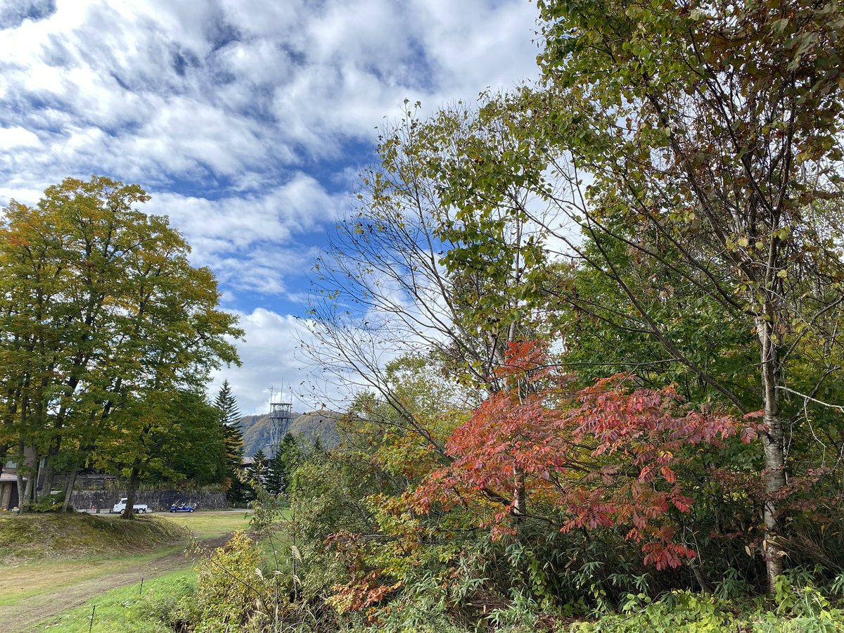 ski_minowa's tweet photo. 箕輪の紅葉も見頃になってきました。今年はひときわ綺麗です！
#箕輪スキー場　#紅葉  #紅葉狩り https://t.co/G4IdDPNSWk