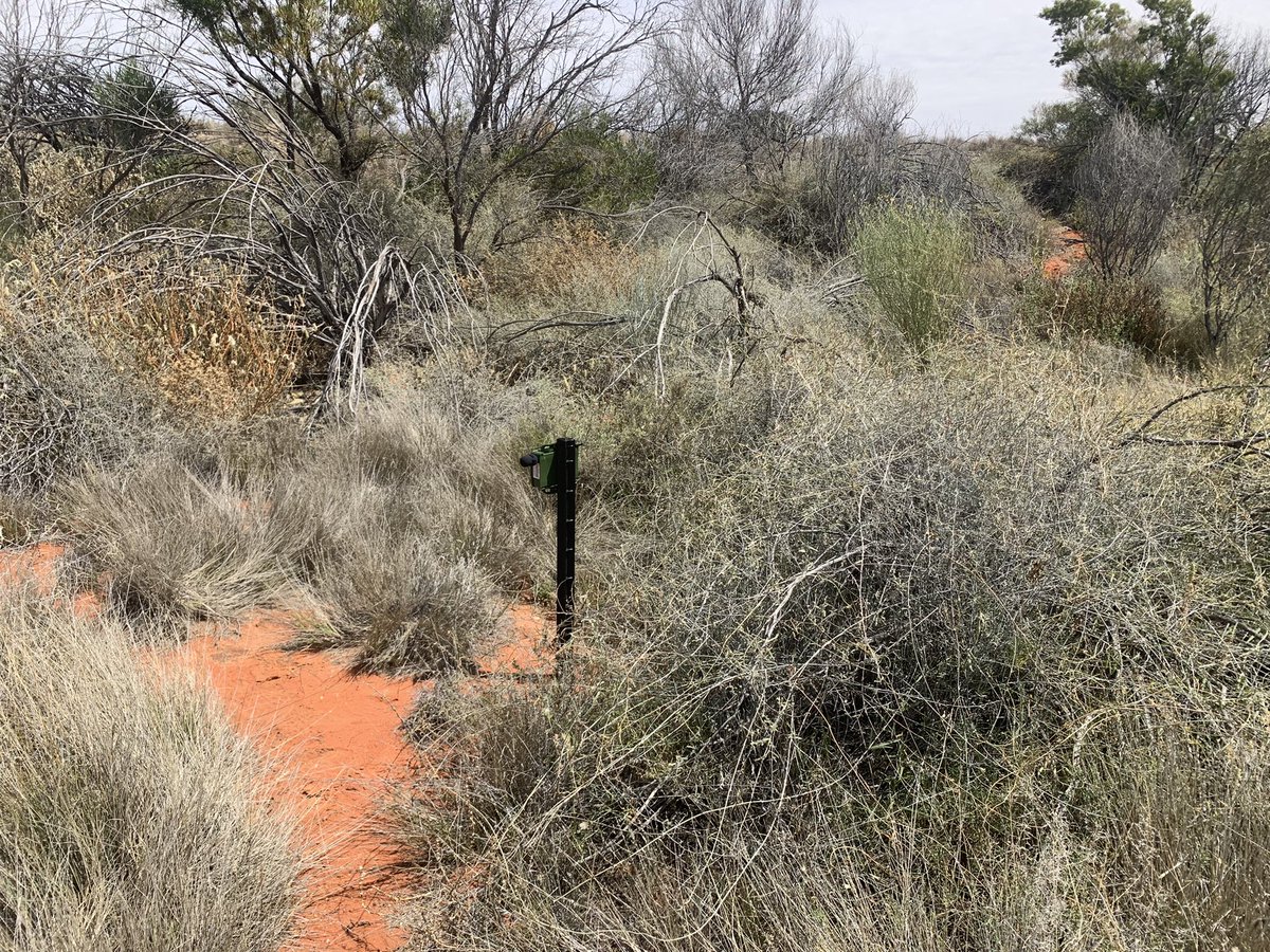 Leo McComb tweet media