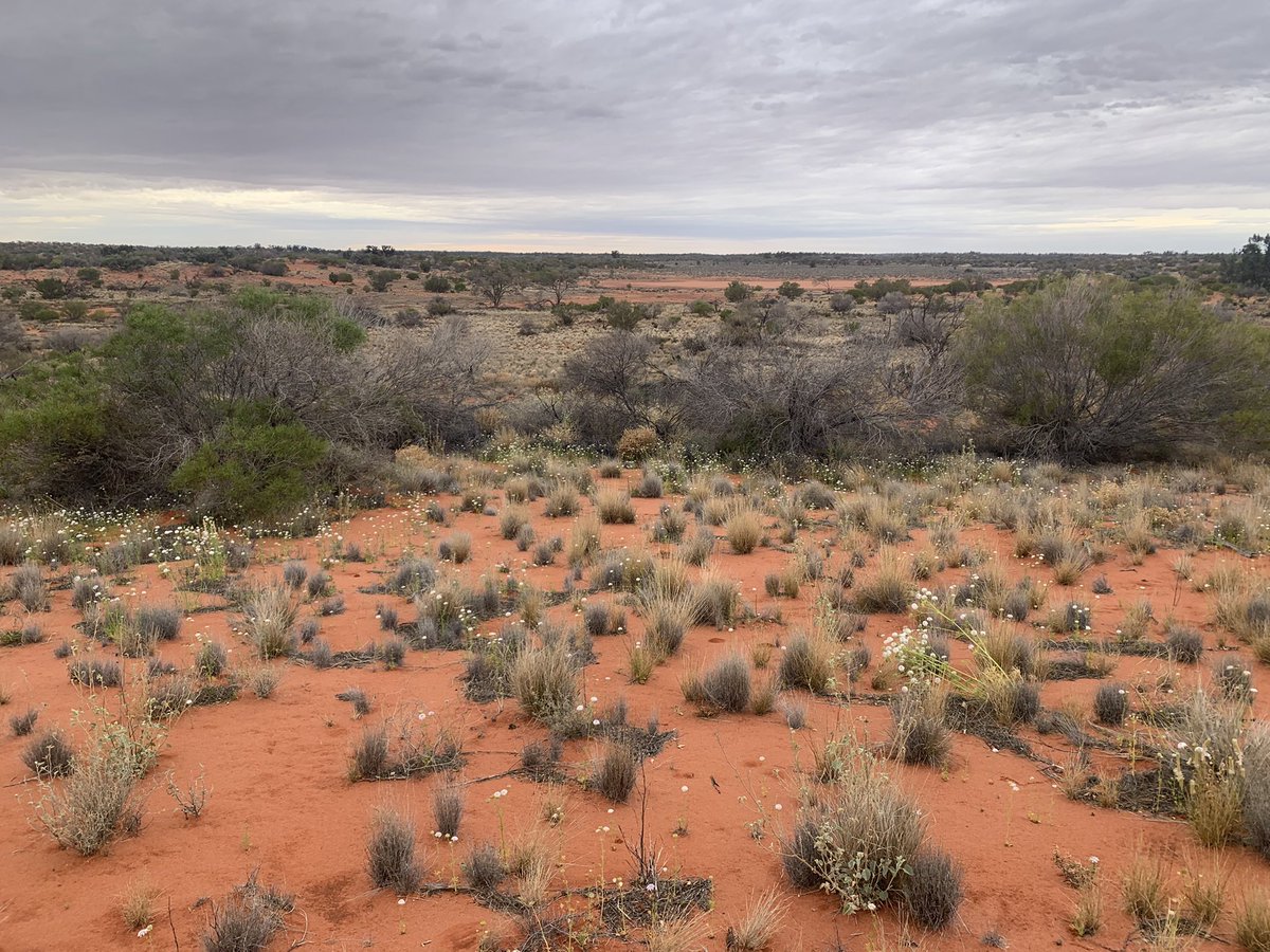 Leo McComb tweet media