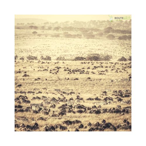 Route Wild Safaris 🐾 tweet media