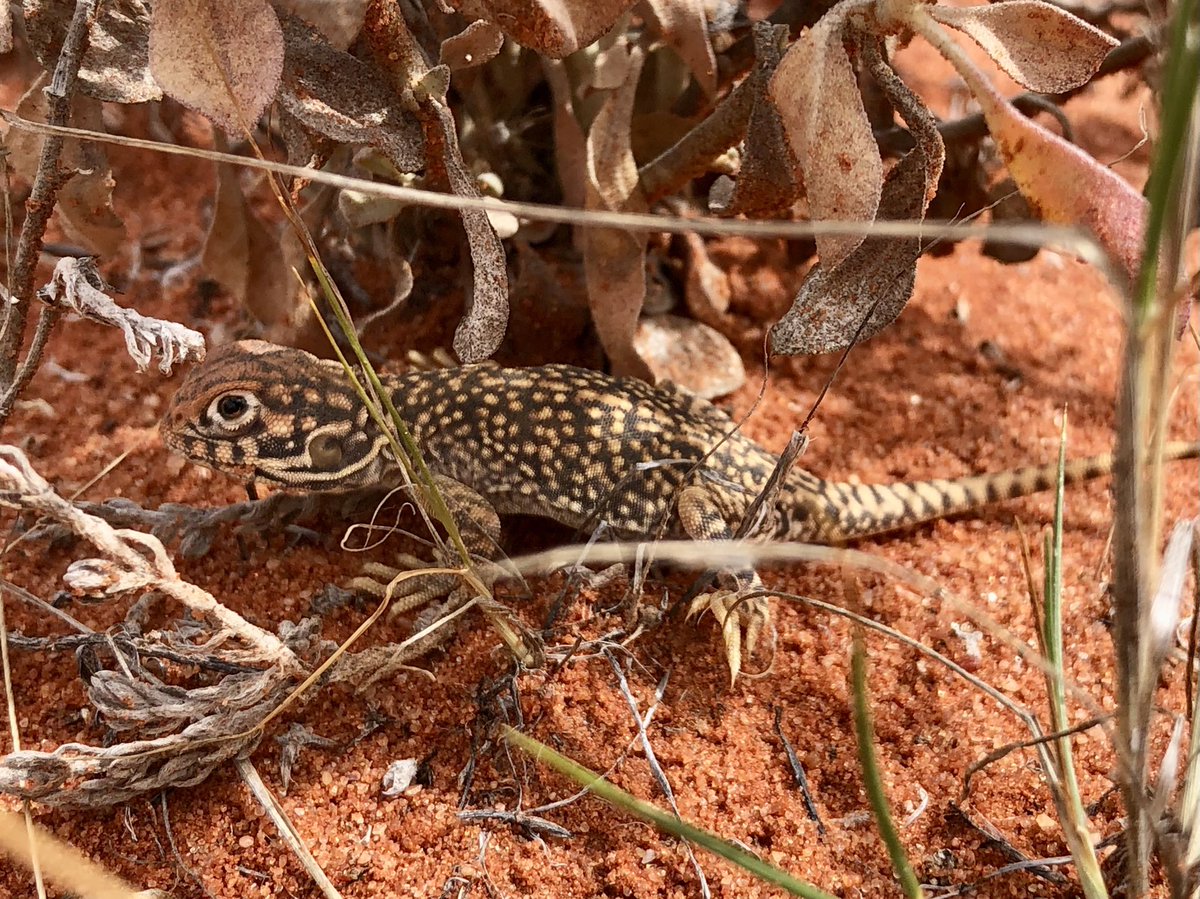 Leo McComb tweet media