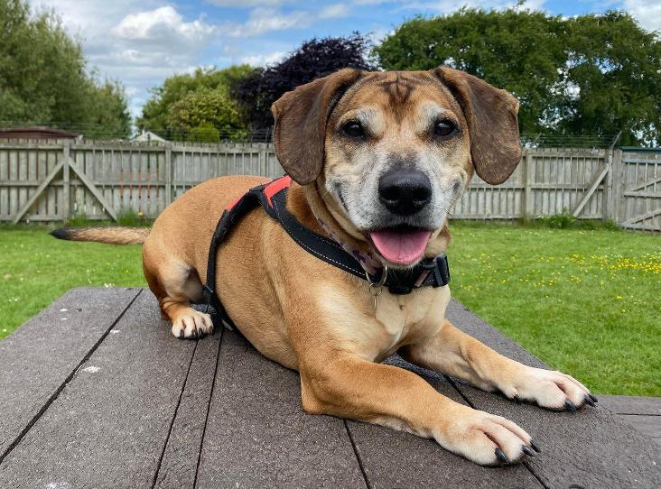 AdoptionsUk's tweet photo. Please retweet to help Charlie find a home #SOMERSET #UK 

Aged 8, he is looking for a home where any children are aged 12+. He needs to be the only pet, he's good on the lead and loves, walks, treats and snoozing! 😀🐶

DETAILS or APPLY👇
https://t.co/9i1xT1gZIq
#dogs #pets https://t.co/4MJBq6C4px