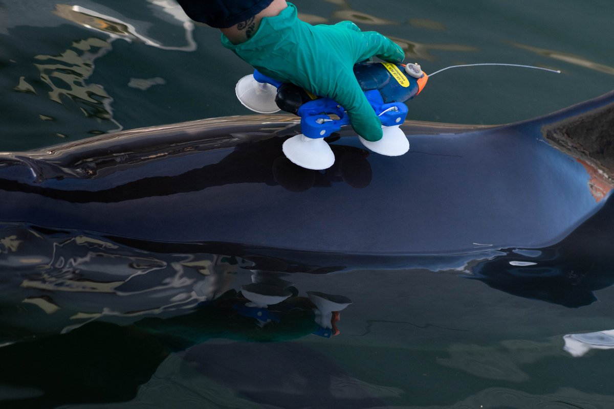 Bioacoustics AU tweet media