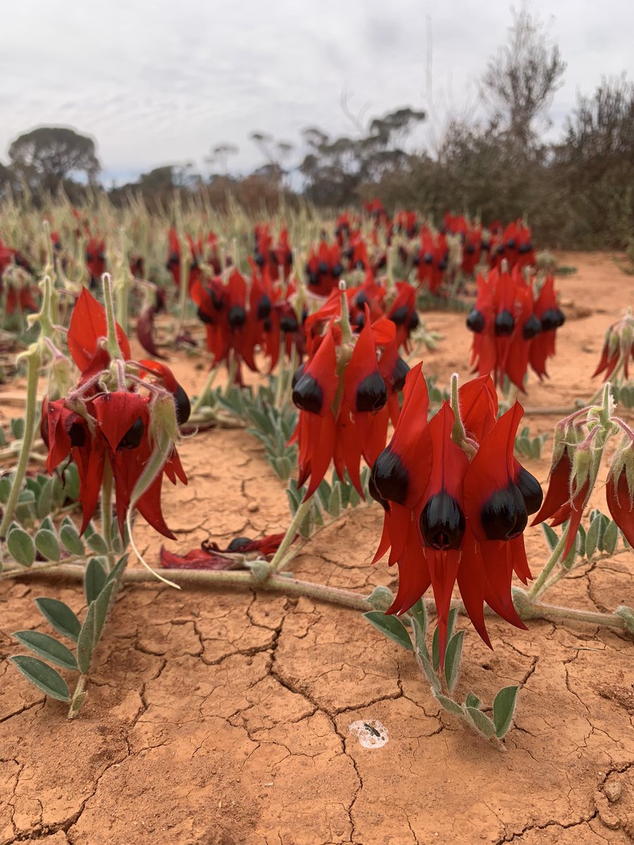 Leo McComb tweet media