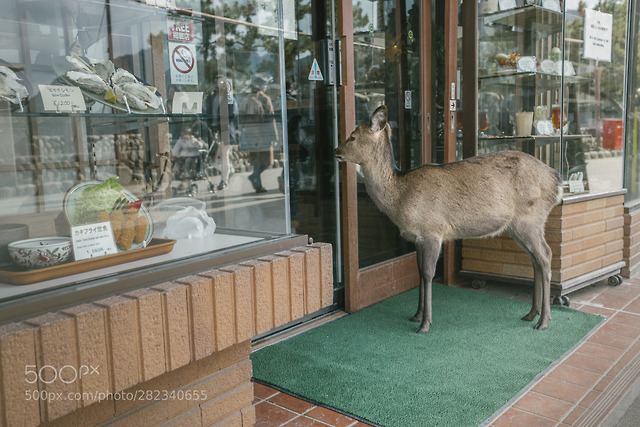 Window Shopping, Miyajima | Japan by castor_canadensis