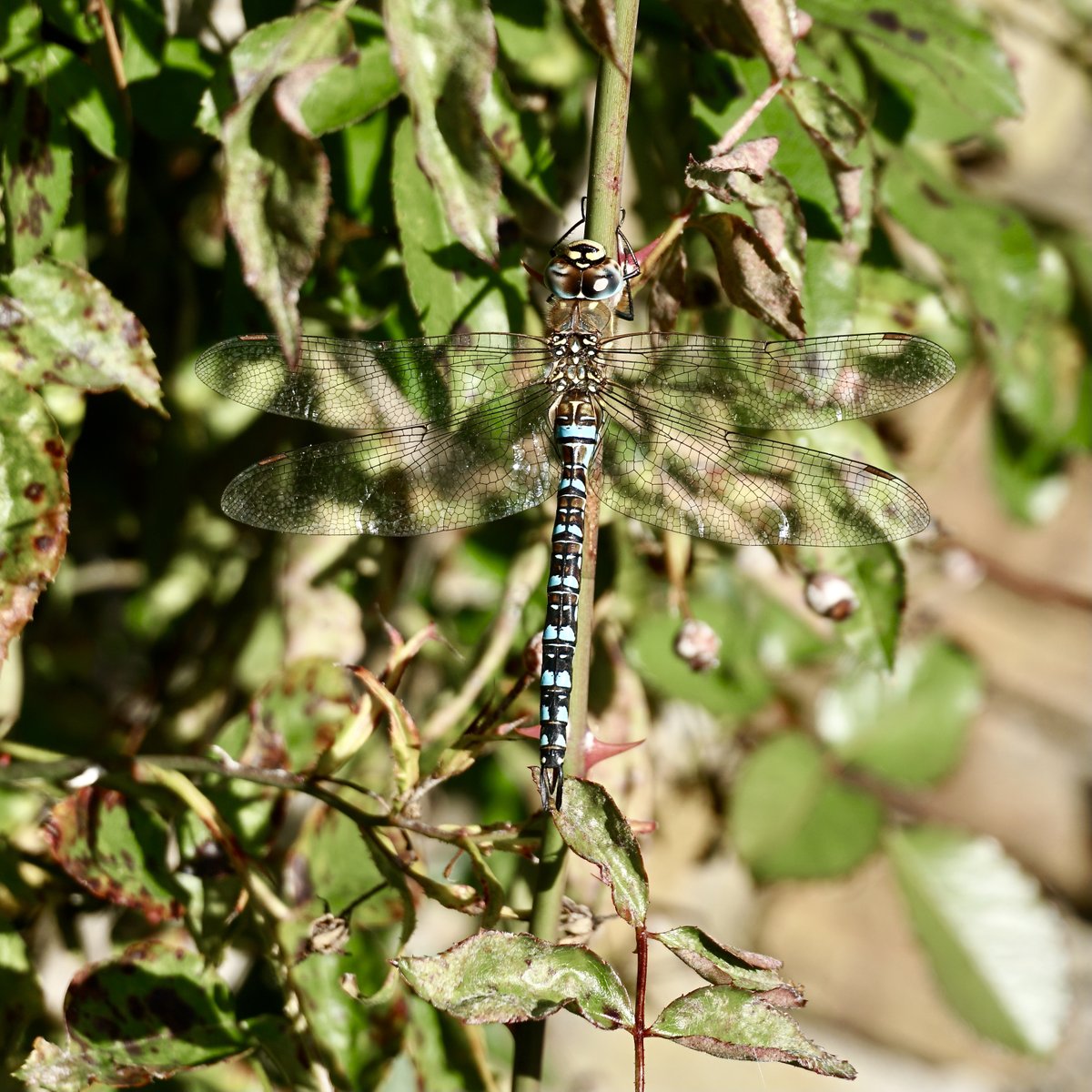 thomas_buechner's tweet photo. Herbst-#Mosaikjungfer
#Aeshna mixta.

Migrant #Hawker
enjoying the autumn sun 
at #BritzerGarten. 

Berlin 2022-10-12
#Libellen
#Dragonflies https://t.co/qhafahzpuY