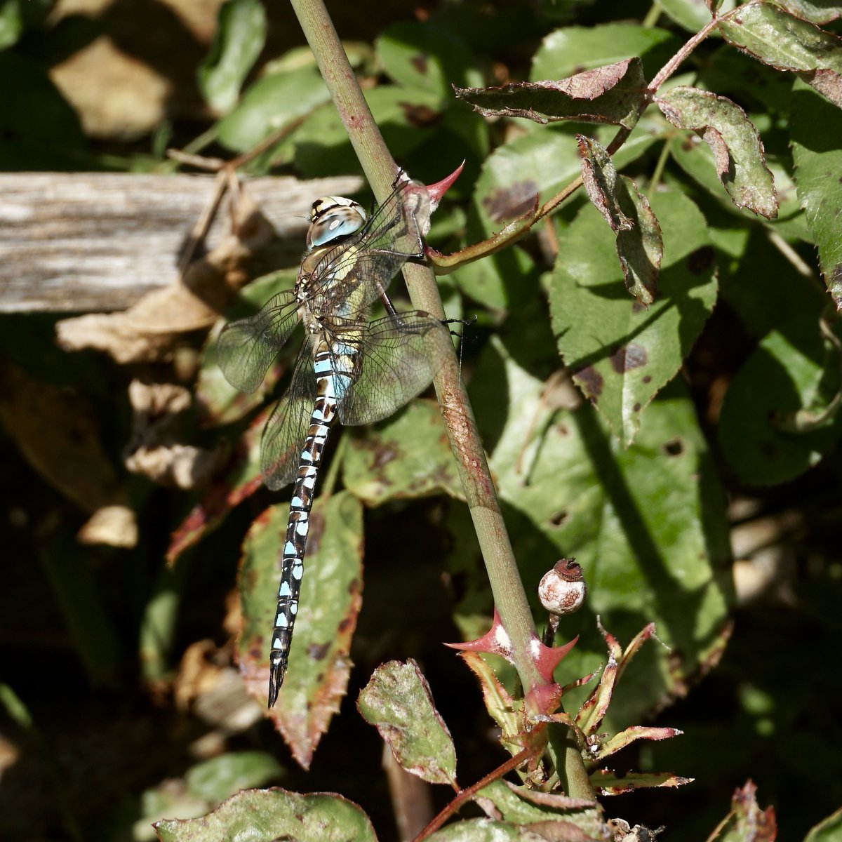 thomas_buechner's tweet photo. Herbst-#Mosaikjungfer
#Aeshna mixta.

Migrant #Hawker
enjoying the autumn sun 
at #BritzerGarten. 

Berlin 2022-10-12
#Libellen
#Dragonflies https://t.co/qhafahzpuY