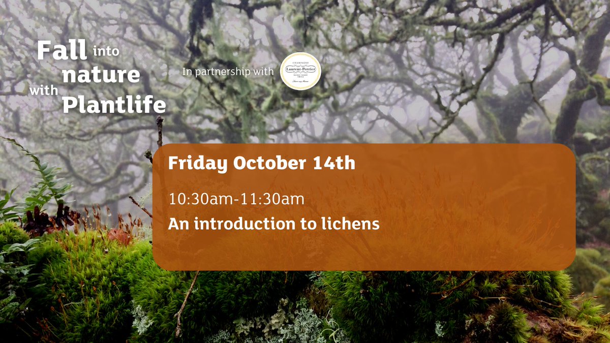 PlantlifeScot's tweet photo. Final Day of #FallintoNature with Plantlife in partnership with Laurent-Perrier Champagne! Our final event on the lichens is sure to knock your socks off! Catch it here: https://t.co/nbnhksmtsz https://t.co/Le6D7cpCcS