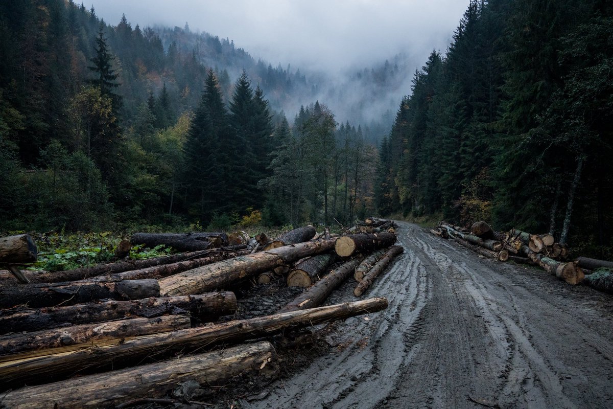 icmoldovan's tweet photo. Romania’s old forests, October 2022
#Romania #forest #logging #onassignment https://t.co/DMrXQb4KtB