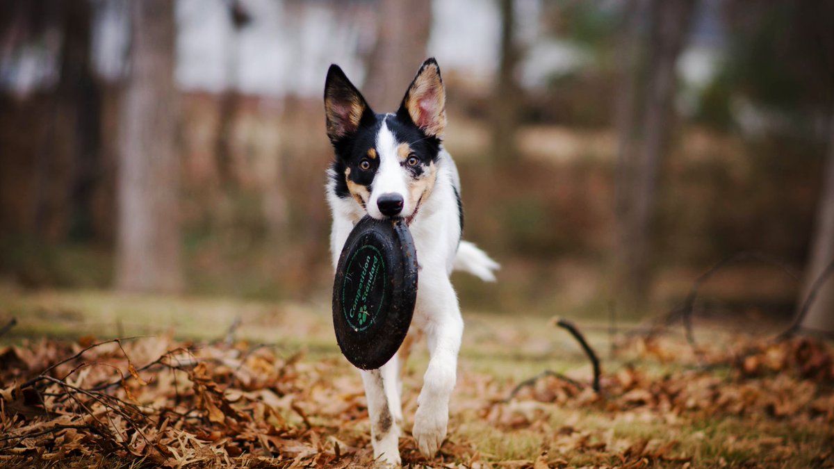 DailyDog24's tweet photo. Daily dog #87 https://t.co/9I9FYChLQu