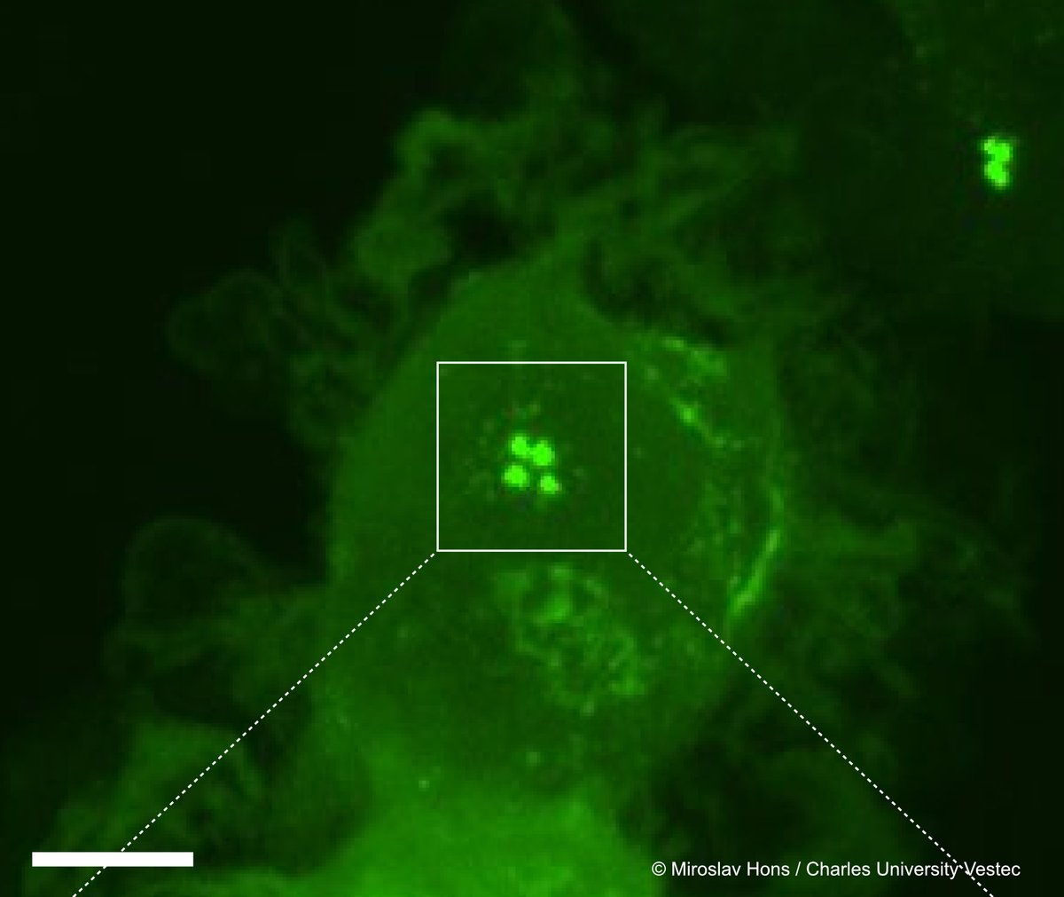 UniBonn's tweet photo. Newly discovered process brings immune cells up to speed: Study by #KiermaierLab @LIMES_Bonn identifies a mechanism otherwise found in metastasizing cancer cells. @JCellBiol Read more: https://t.co/hS14V1PAdp & https://t.co/CyLjdFyS8g https://t.co/oy6nRc7nwZ